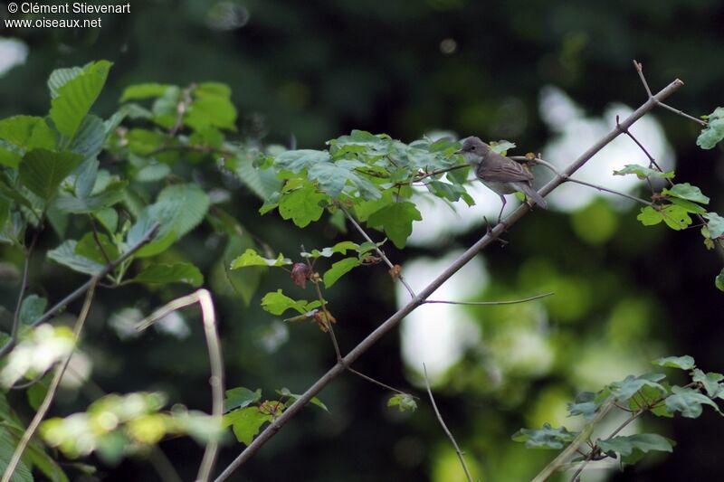 Common Whitethroat