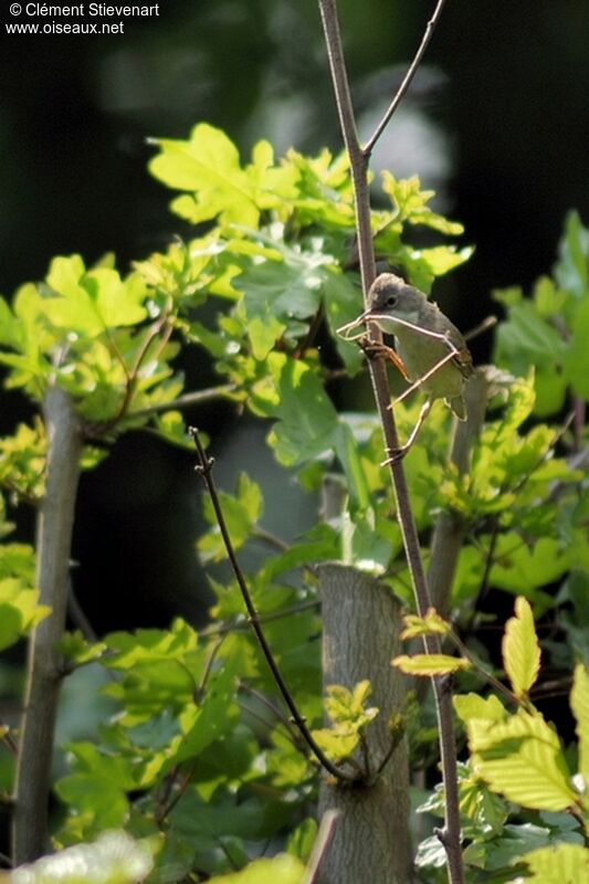 Common Whitethroat