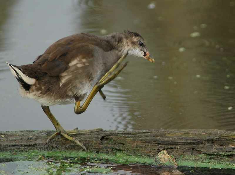 Common Moorhen