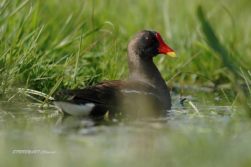 Common Moorhen