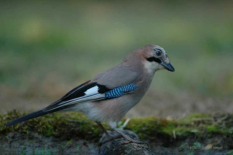 Eurasian Jay