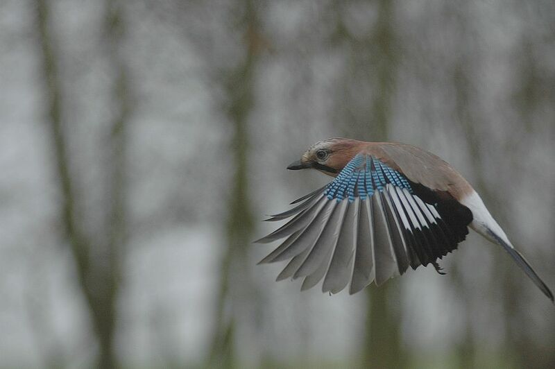 Eurasian Jay