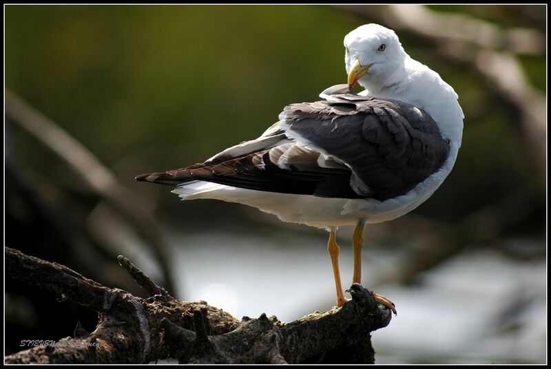 Lesser Black-backed Gull