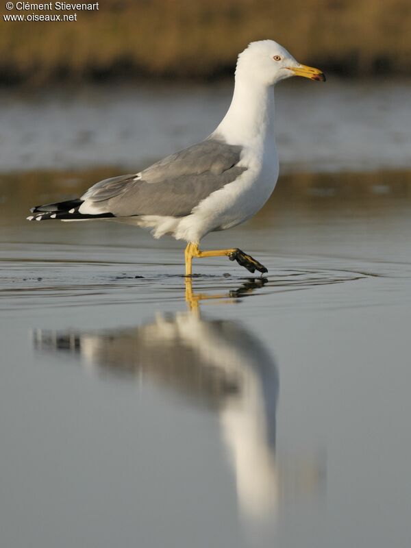 Yellow-legged Gull