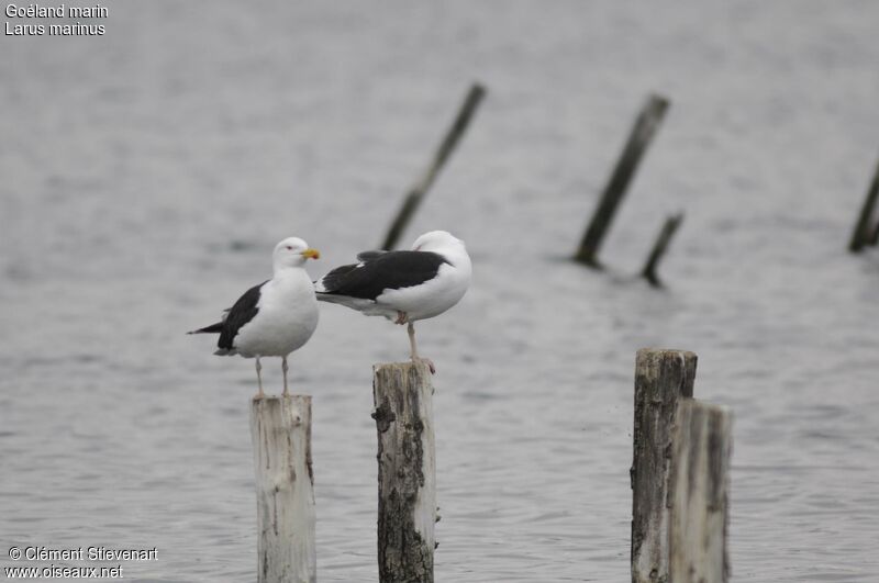 Great Black-backed Gull