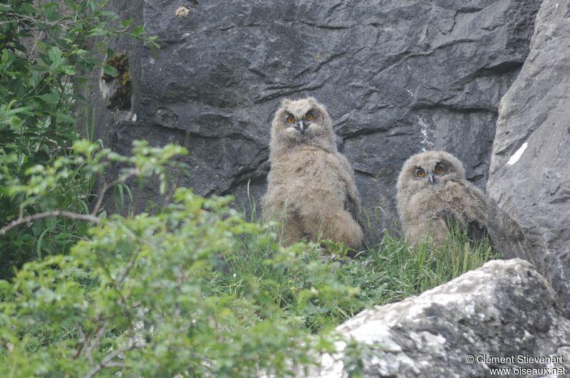 Eurasian Eagle-Owl