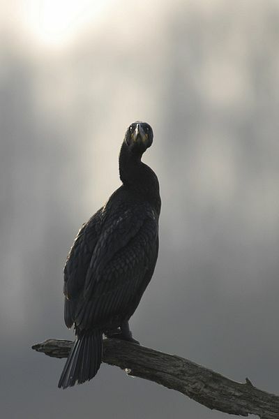 Great Cormorant