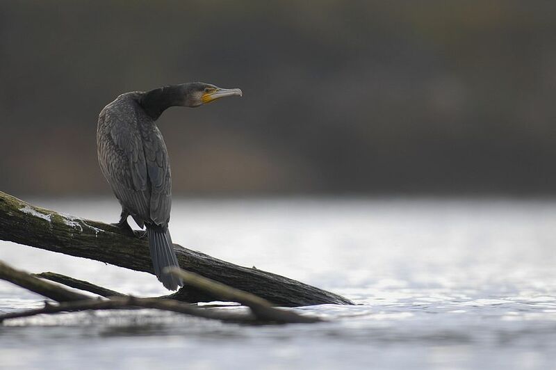 Great Cormorant