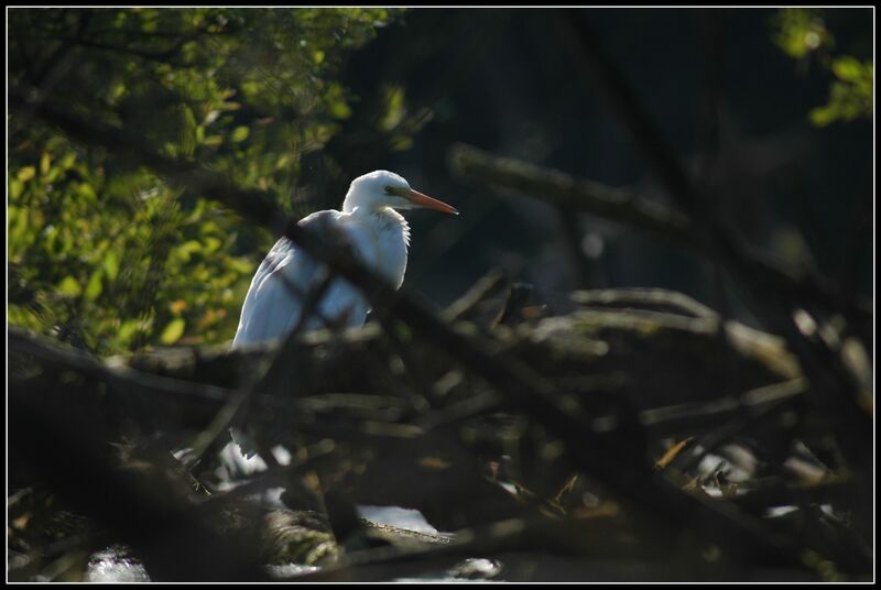 Grande Aigrette