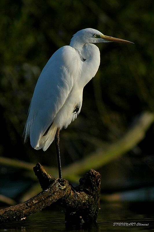 Grande Aigrette