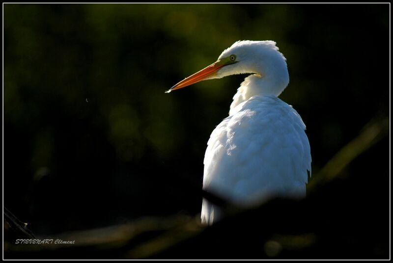 Grande Aigrette