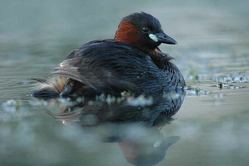 Little Grebe