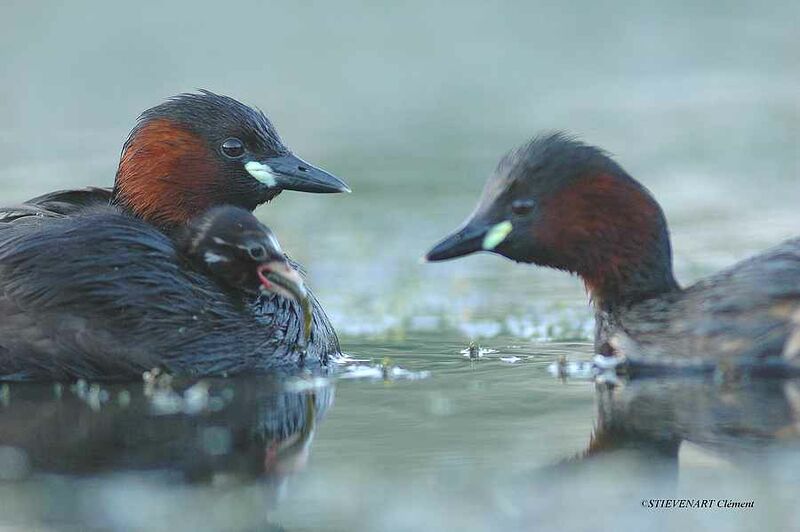 Little Grebe