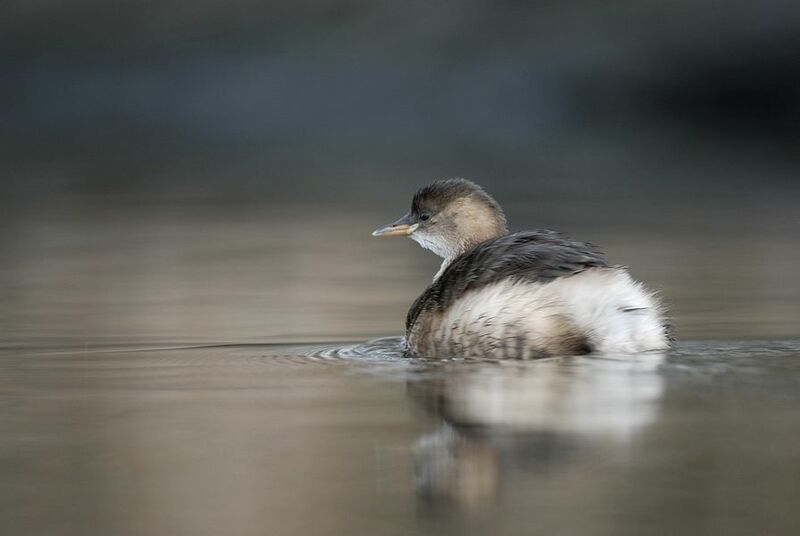 Little Grebe