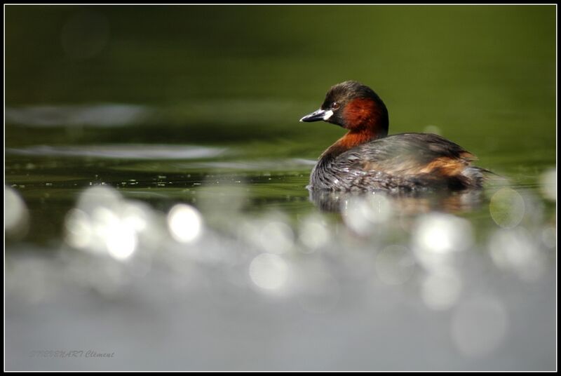 Little Grebe