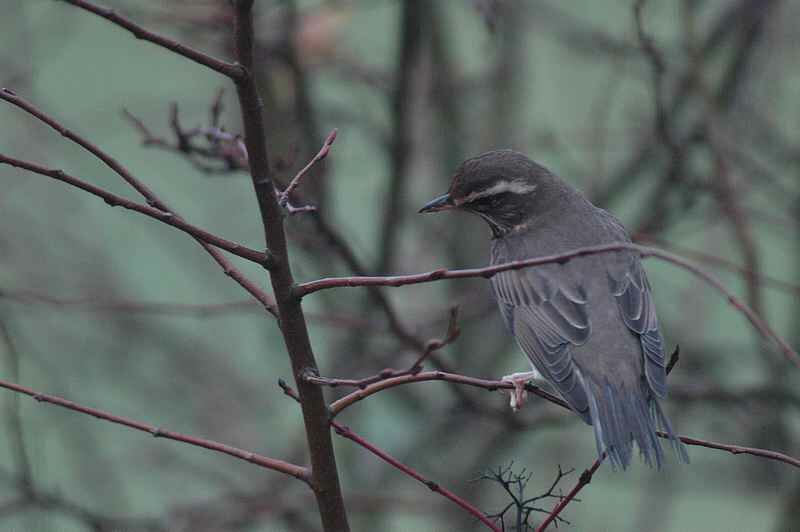 Redwing