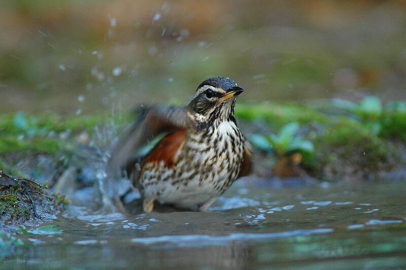 Redwing