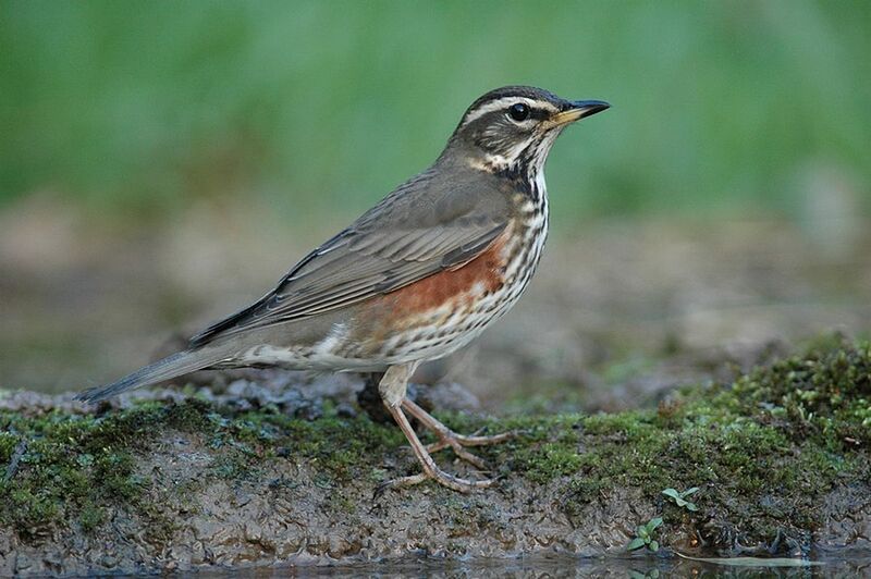 Redwing