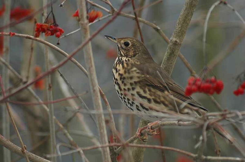 Song Thrush