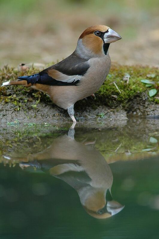 Hawfinch