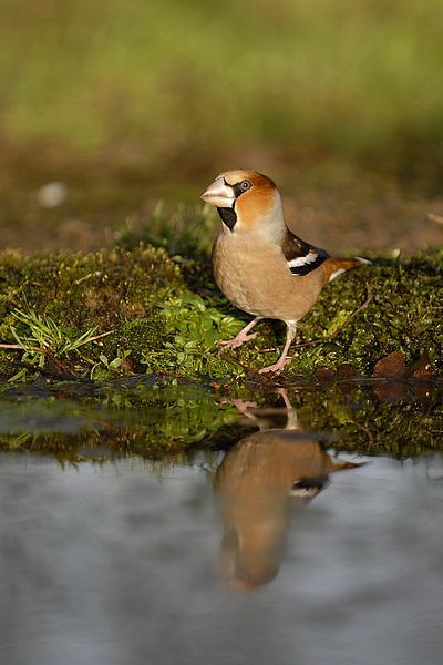 Hawfinch