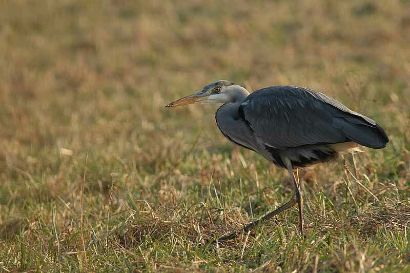 Grey Heron