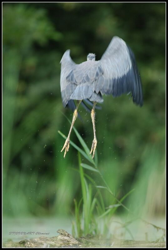 Grey Heron