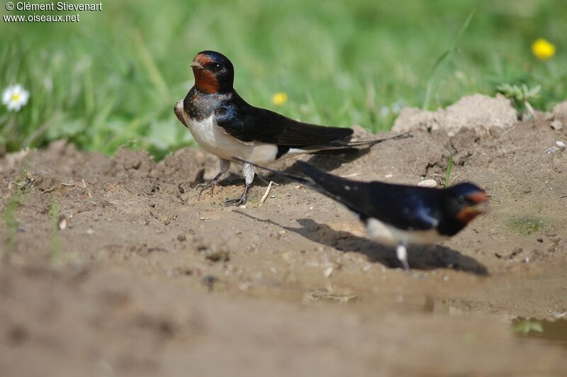 Hirondelle rustique