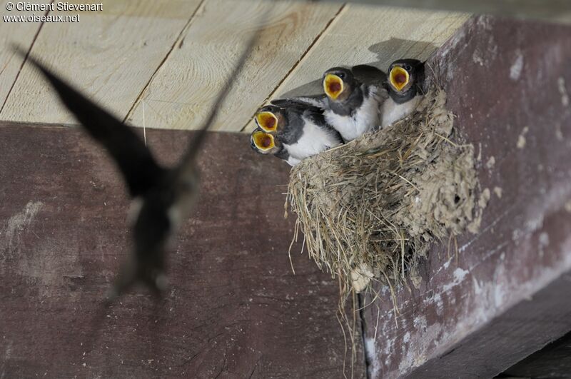 Barn Swallowjuvenile, Reproduction-nesting