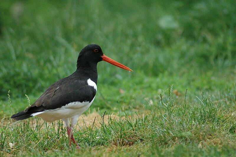 Eurasian Oystercatcher