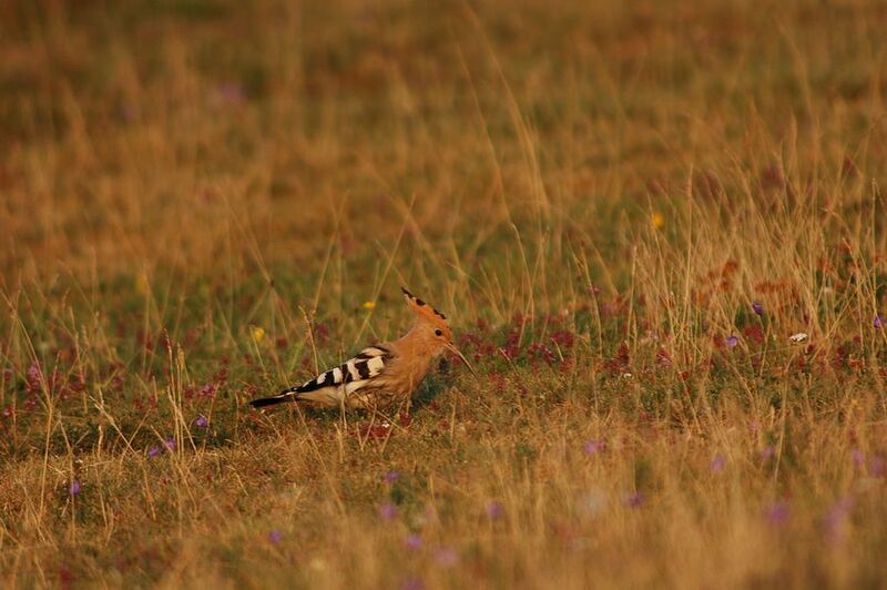 Eurasian Hoopoe