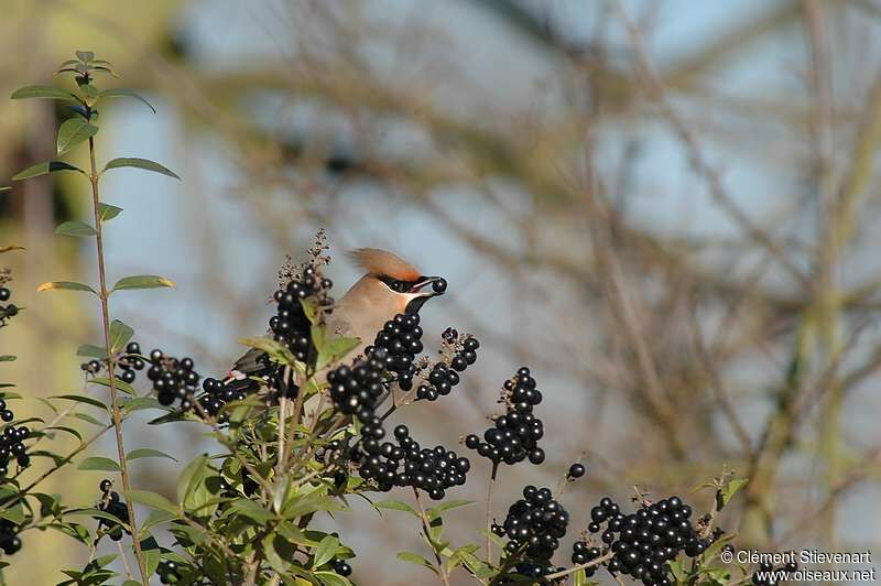 Bohemian Waxwing