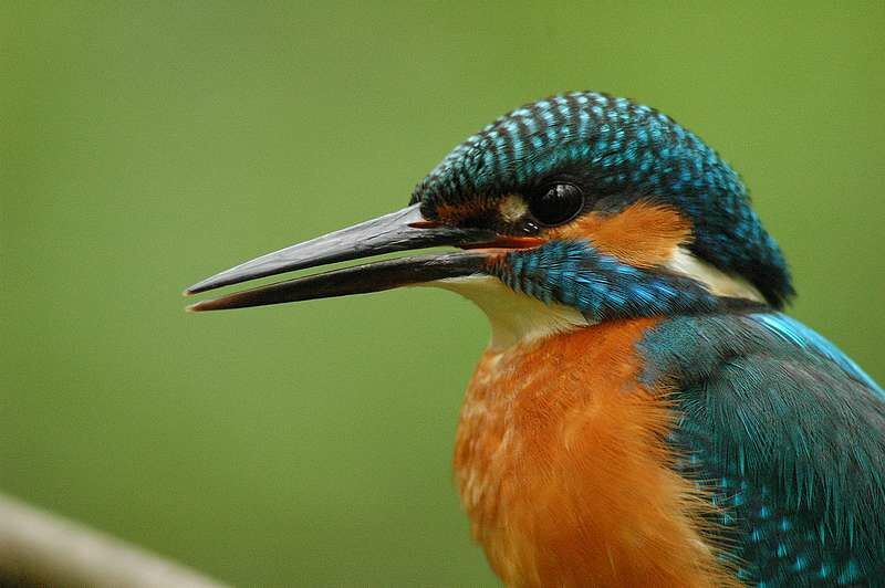 Common Kingfisher