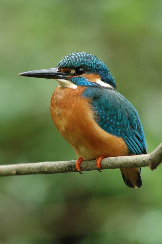 Common Kingfisher