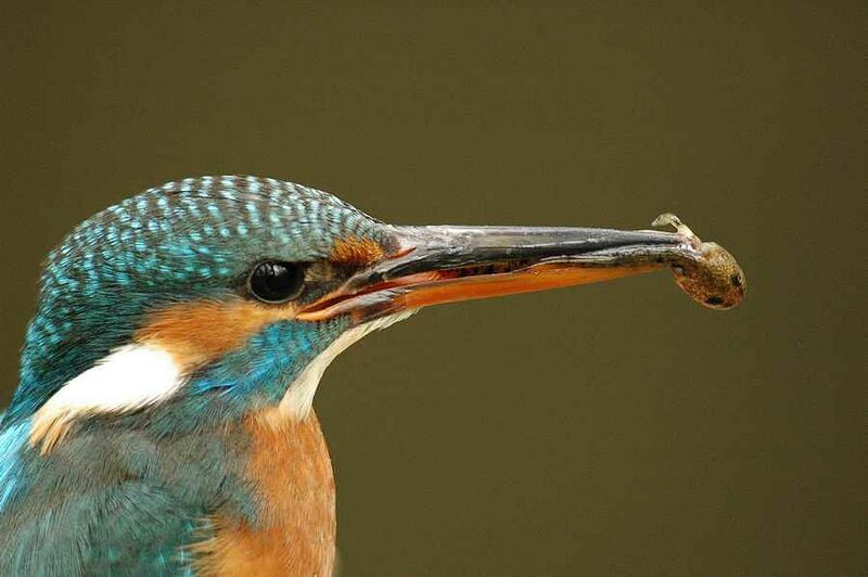 Common Kingfisher