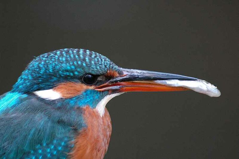 Common Kingfisher