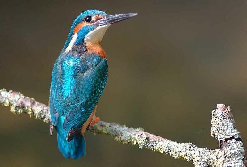 Common Kingfisher