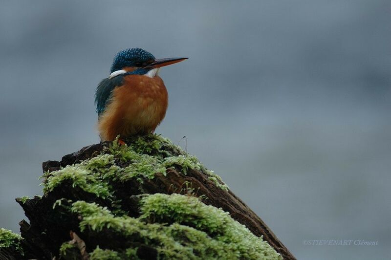 Common Kingfisher female