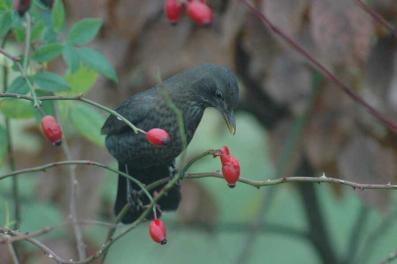 Common Blackbird