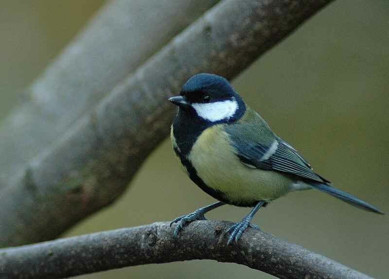 Great Tit