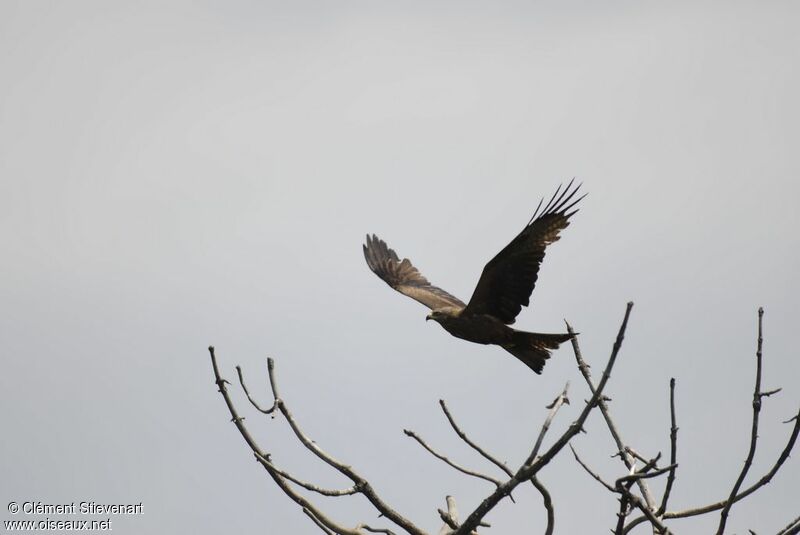 Black Kite, Flight