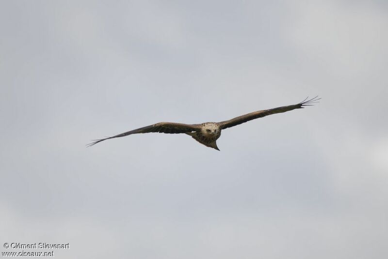 Black Kite