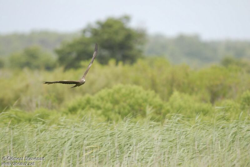 Black Kite