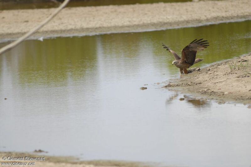 Black Kiteimmature, Behaviour