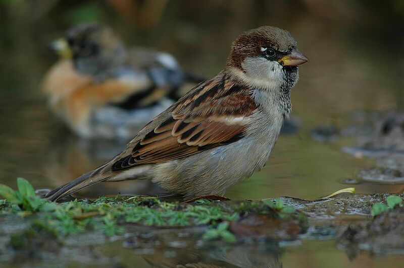 House Sparrow