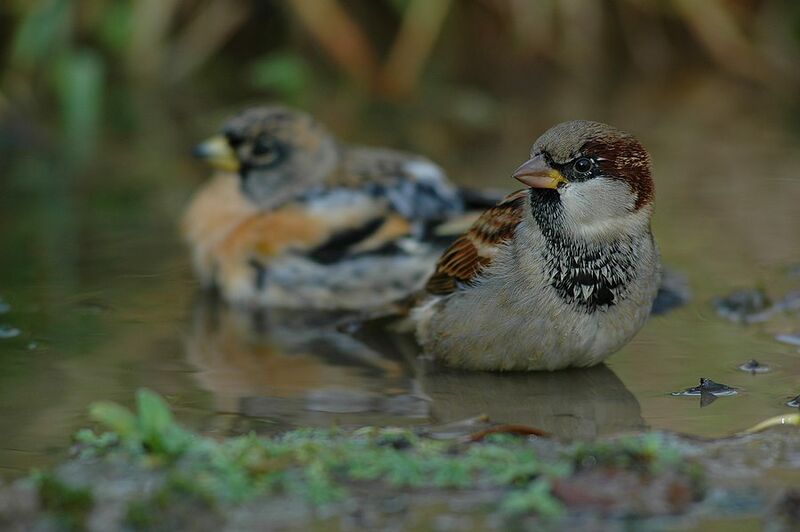 House Sparrow