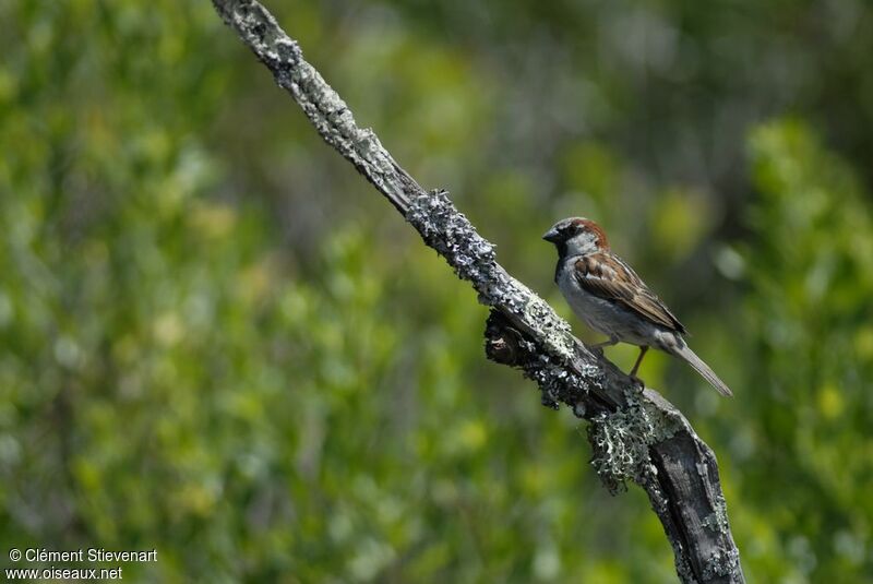 House Sparrow