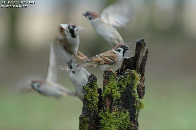 Moineau friquet