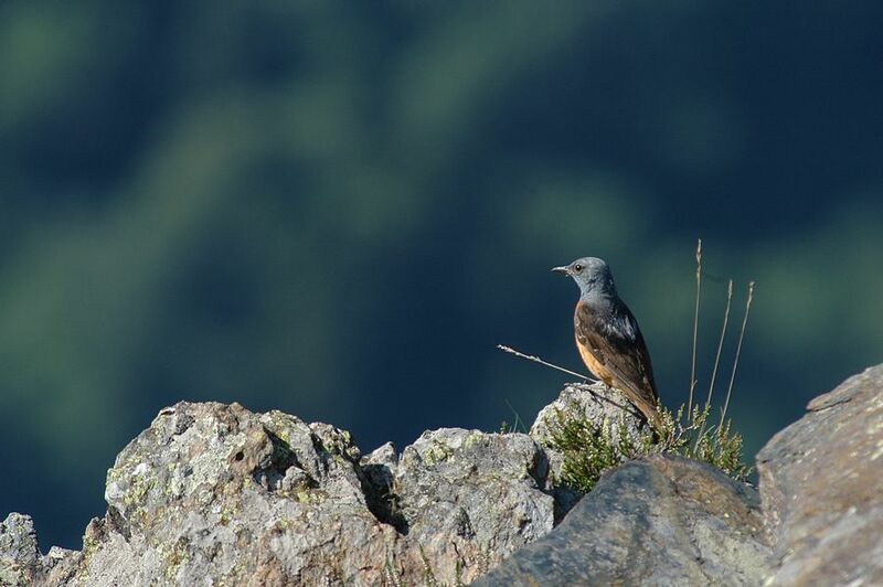 Common Rock Thrush