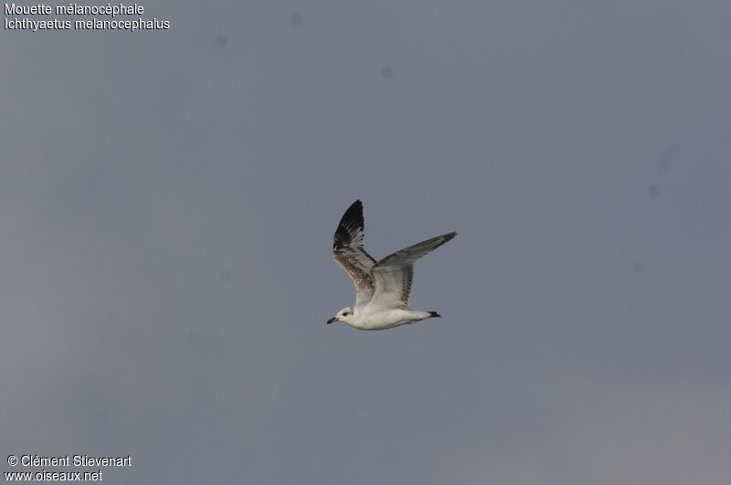 Mouette mélanocéphale